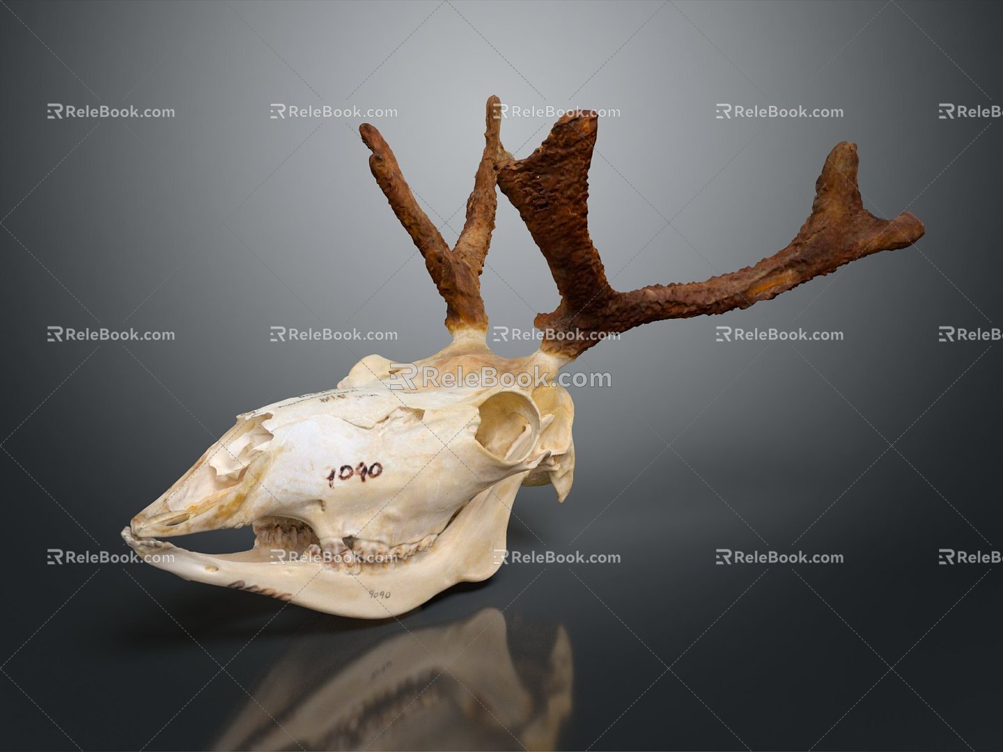 Modern Skull Reindeer Reindeer Skull Reindeer Skeleton 3d model