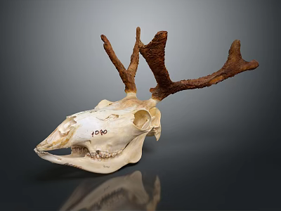 Medical Device Educational Deer Skull Model With Brown Antlers And Marking 190 3d model