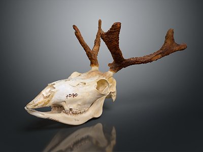 Modern Skull Reindeer Skull Reindeer Skeleton model