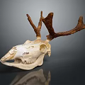 Modern Skull Reindeer Skull Reindeer Skeleton 3d model