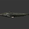 Shiny Dark Whole Fish With Detailed Fins And Eyes On Gray Background