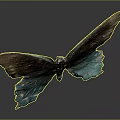 Butterfly with Brown and Teal Iridescent Spread Wings on Dark Background