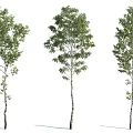 The Modern Tree 3d model