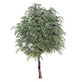 Modern tree big sapling 3d model