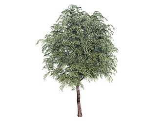 Modern tree big sapling 3d model