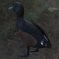 Black And Brown Feathered Aquatic Animal Duck Standing On Grassy Natural Habitat