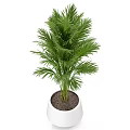 Lush Green Potted Plant With Long Feathery Leaves In White Ceramic Pot For Indoor Decor