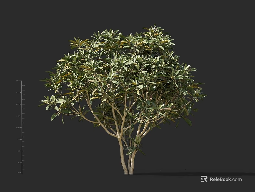 Lush Green Arbor Tree With Rounded Canopy And Branched Trunk Structure 3d model 