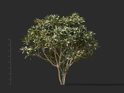 Lush Green Arbor Tree With Rounded Canopy And Branched Trunk Structure 3d model
