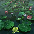 Pink And Green Lotus Flowers With Large Green Leaves On Water Surface