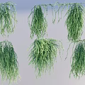 Lush Hanging Basket Plants With Trailing Green Leaves For Home Decor