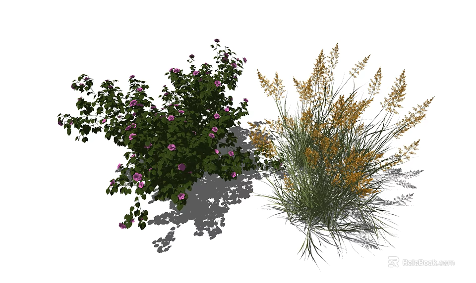 Purple Flowering Shrub with Pink Blooms and Golden Ornamental Grass with Feathery Plumes 3d model 
