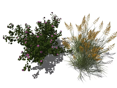 Purple Flowering Shrub with Pink Blooms and Golden Ornamental Grass with Feathery Plumes 3d model