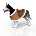 Siberian Husky Wearing Brown Dog Vest With White Trim Standing Isolated