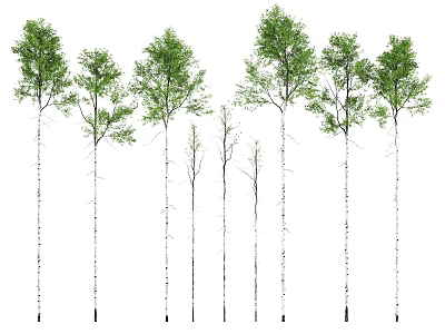 Arbor Trees With Various Heights Green Leaves And Straight Trunks 3d model