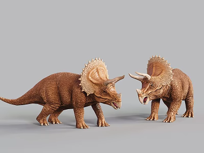 Two Brown Triceratops Reptile Models Standing Face to Face With Horns and Frills 3d model Two Brown Triceratops Reptile Models Standing Face to Face With Horns and Frills 3d model