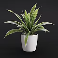 Decorative Potted Plant With Green And White Striped Leaves In White Pot