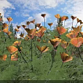 Bright Yellow Poppies Blooming Under Sunlight With Blue Sky White Clouds And Green Leaves