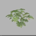 Lush Green Plant Featuring Split Broad Leaves And Vibrant Foliage Design 3d model