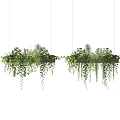 Hanging Basket Plants With Lush Greenery And Trailing Leaves For Indoor Decoration