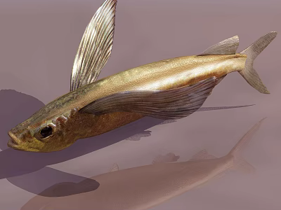 Golden Aquatic Fish With Large Shiny Fins And Water Reflection 3d model
