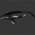 Dark Colored Whale 3D Model With Open Mouth On Gray Gradient Background