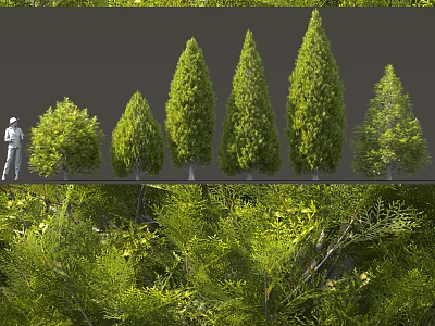 Green Shrubs Featuring Various Shapes Lush Foliage And Size Comparison 3d model