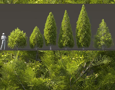 Green Shrubs Featuring Various Shapes Lush Foliage And Size Comparison 3d model