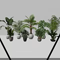 Indoor Green Plant Combination With Various Leafy Plants In Different Pots