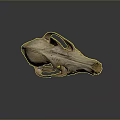 Detailed Mammal Skull Display With Natural Texture And Reflection On Dark Background