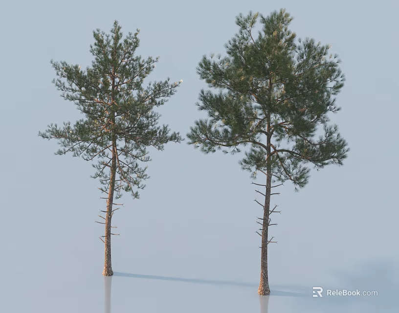 Two Trees With Straight Trunks And Lush Foliage On Light Blue Background 3d model