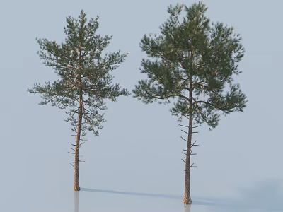 Two Trees With Straight Trunks And Lush Foliage On Light Blue Background 3d model