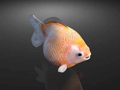 Orange And White Goldfish 3D Rendered With Shiny Scales In Dark Background Showing Reflection 3d model