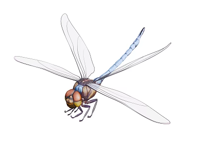 Detailed Blue Body Dragonfly with Transparent Wings Brown Head and Compound Eyes 3d model
