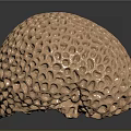 Golden Sea Urchin With Honeycomb Like Pores On Spherical Reflective Surface
