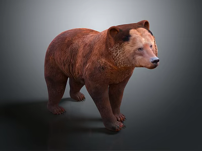 Modern Bear Brown Bear 3d model Modern Bear Brown Bear 3d model