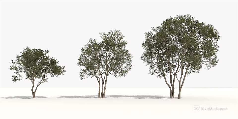 Three Trees With Slender Trunks Lush Foliage And Ground Shadows On White Background 3d model