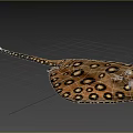 Unique Spotted Stingray Aquatic Animal With Yellow Brown Body And Long Tail