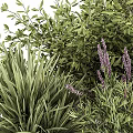 Lush Shrubs With Purple Flowers And Vibrant Green Foliage For Outdoor Gardens