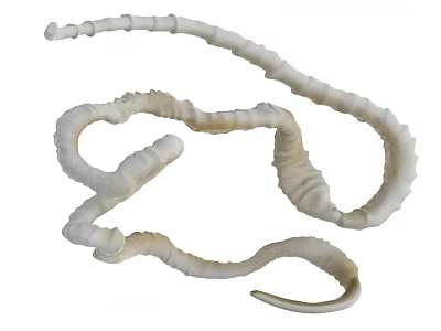 Curved White Natural Horns With Detailed Textured Surface And Intricate Shape 3d model