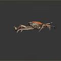 Orange and Brown Crab With Large Claws Long Legs And Reflection On Dark Background