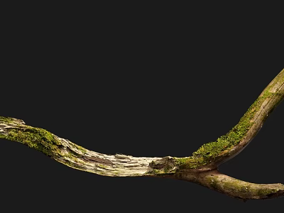 Natural Wooden Branch With Mossy Texture And Stone Like Details On Black Background 3d model
