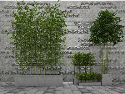 Decorative Bamboo Plants in Concrete Planters with Various Heights Against Gray Stone Wall 3d model