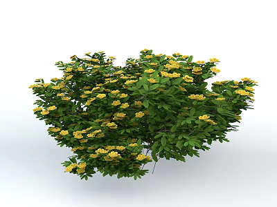 Shrub With Lush Green Leaves And Vibrant Yellow Flowers In Full Bloom 3d model