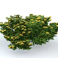 Shrub With Lush Green Leaves And Vibrant Yellow Flowers In Full Bloom
