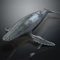 Realistic Gray Whale With Smooth Skin Fins And Tail On Black Background