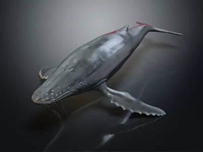 Realistic Gray Whale With Smooth Skin Fins And Tail On Black Background 3d model