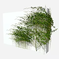 Climbing Green Vine With Twisting Stems And Lush Foliage For Outdoor Garden