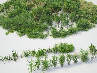 Modern giant miscanthus five-section awn plant giant miscanthus five-section awn 3d model