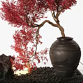 Bonsai Plant with Red Leaves Curved Trunk in Black Ceramic Pot and Decorative Stone Pebbles